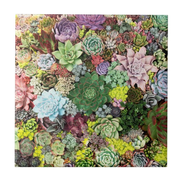 Colorful Succulents Ceramic Tile (Front)
