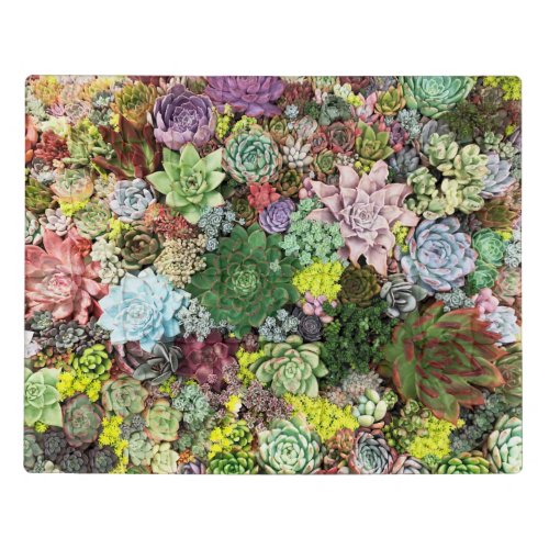 Colorful Succulents Jigsaw Puzzle