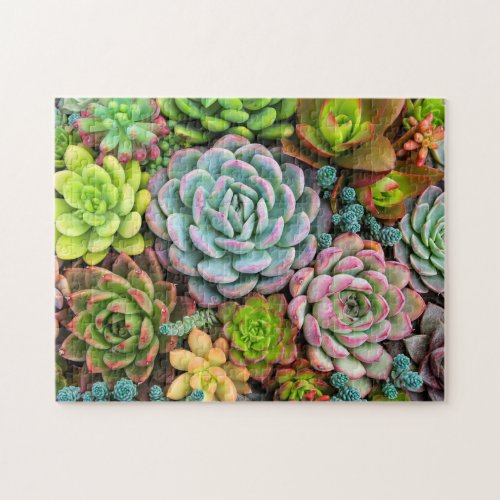 Colorful Succulents Jigsaw Puzzle