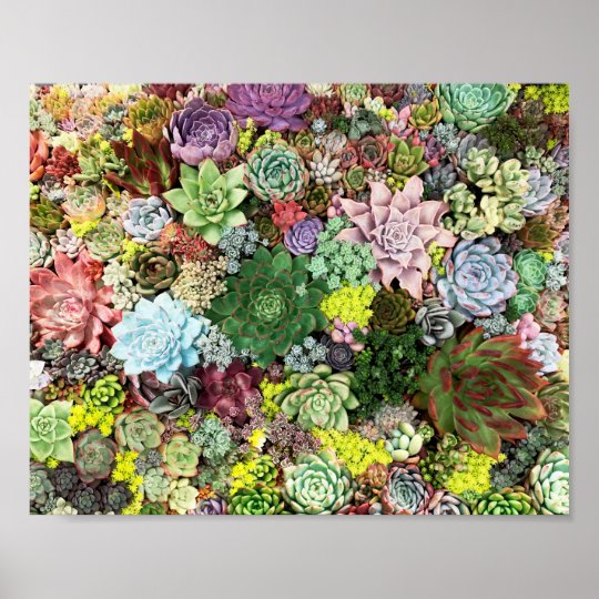 Colorful Succulents Poster