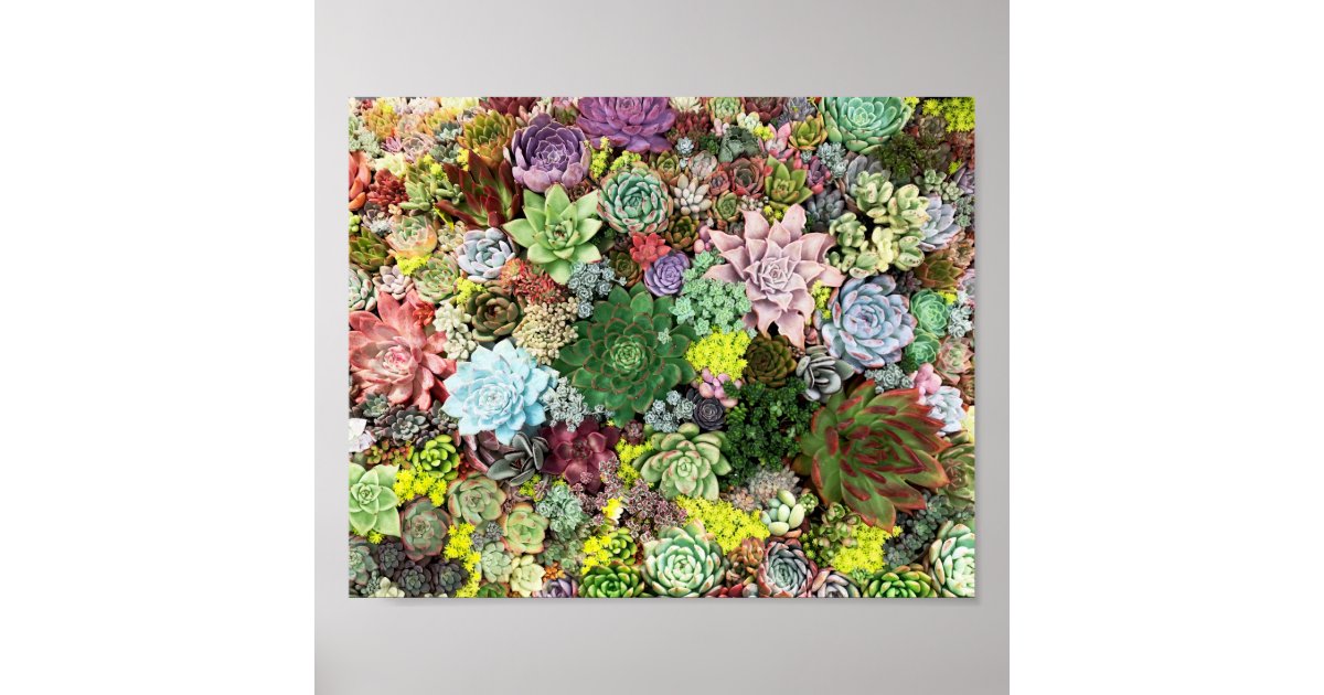 Colorful Succulents Poster | Zazzle