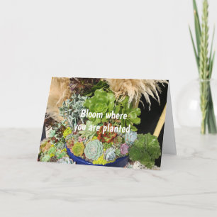 Colorful Succulents with Silver Grass Card
