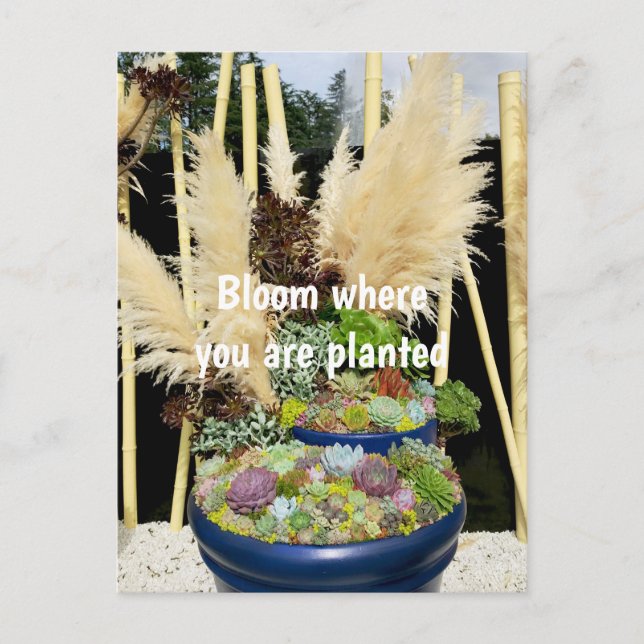 Colorful Succulents with Silver Grass Postcard (Front)