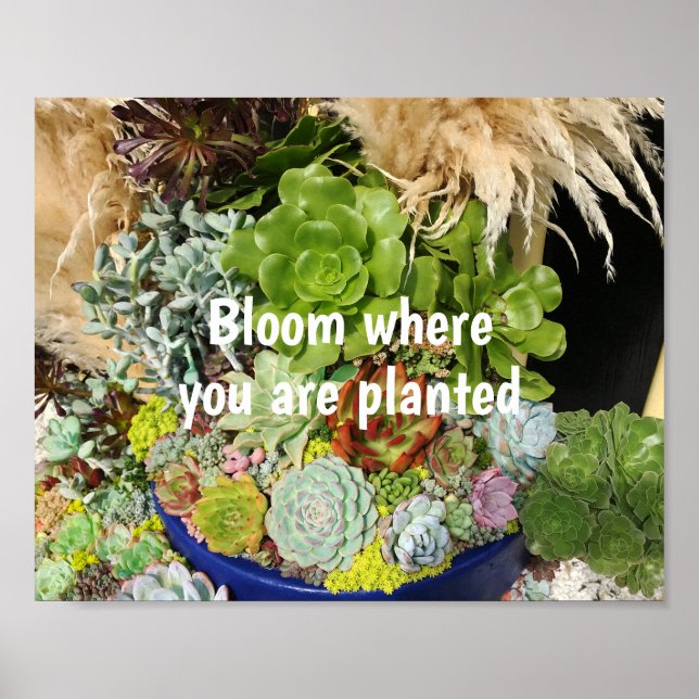 Colorful Succulents with Silver Grass Poster (Front)