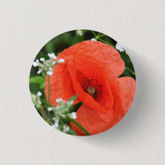 Colorful summer field poppy flower in green vegeta button