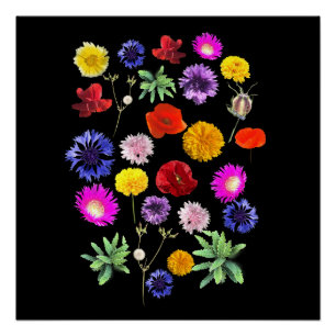 colorful summer flowers on black background poster