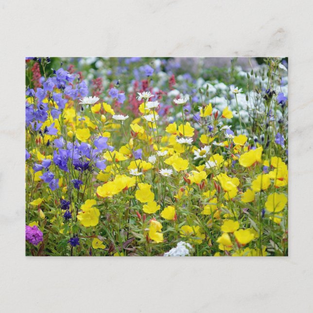 Colorful Summer Wildflowers Postcard (Front)