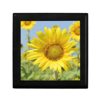 colorful Sunflower gift box