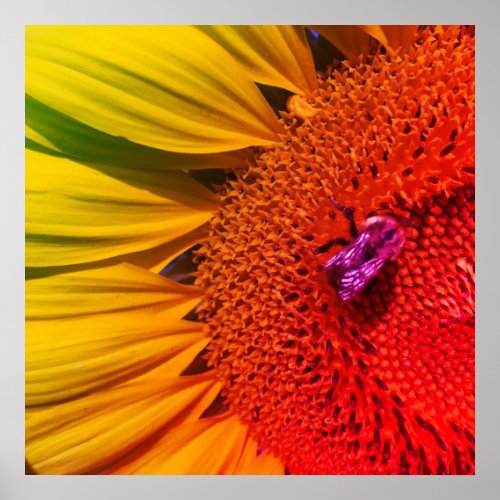 Colorful Sunflower Honeybee Poster