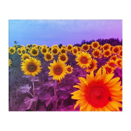 Colorful Sunflowers Harvest Acrylic Wall Art