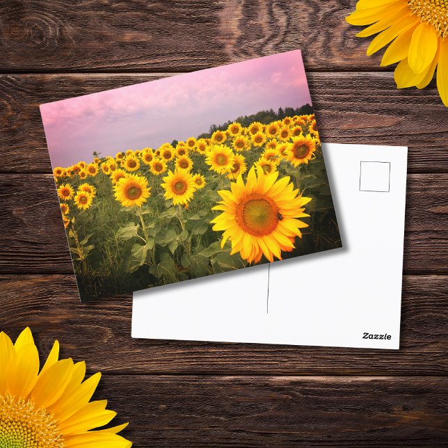 Colorful Sunflowers Photo Country Photograph Postcard (Creator Uploaded)