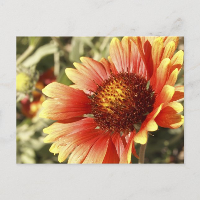 Colorful Sunny Blanket Flower Gaillardia Photo Postcard (Front)