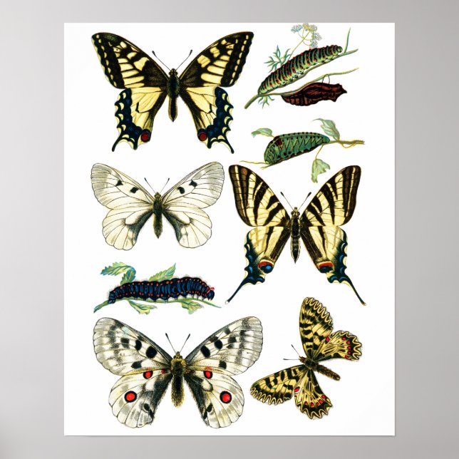Colorful Swallowtail Butterfly, Caterpillar & Moth Poster (Front)