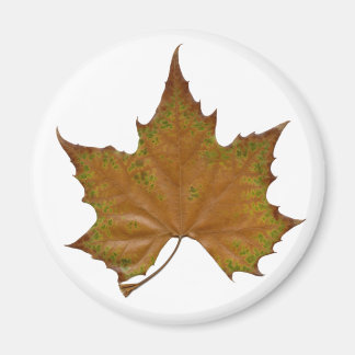 colorful sycamore leaf magnet