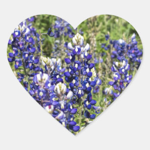 Colorful Texas Bluebonnets - Lupinus texensis Heart Sticker
