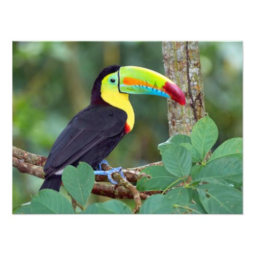 Colorful Toucan Perched On a Tree Branch Photo Print