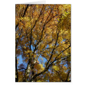Colorful trees in autumn (Front)