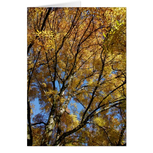 Colorful trees in autumn (Front)