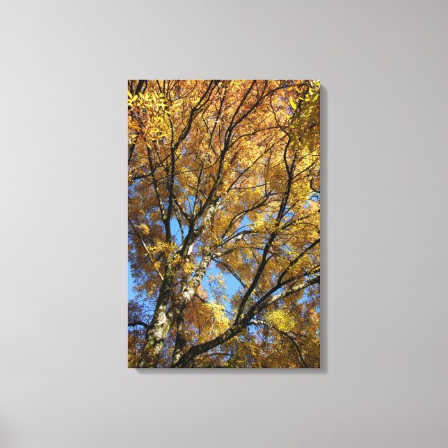 Colorful trees in autumn canvas print (Front)
