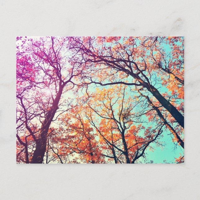 Colorful trees postcard (Front)