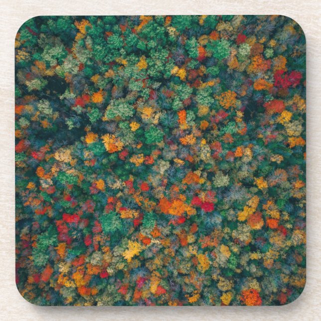 Colorful Treetops Beverage Coaster (Front)