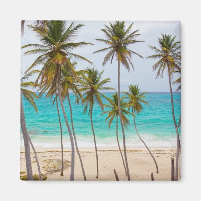 Colorful Tropical Beach Magnet (Front)