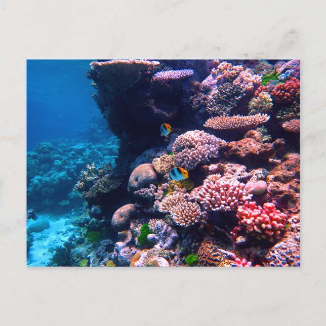 Colorful Tropical Coral Reef Postcard (Front)