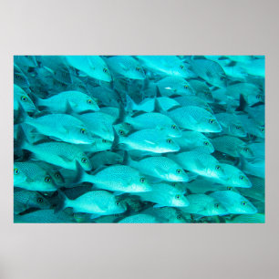Colorful tropical fish and coral reef in the ocean poster