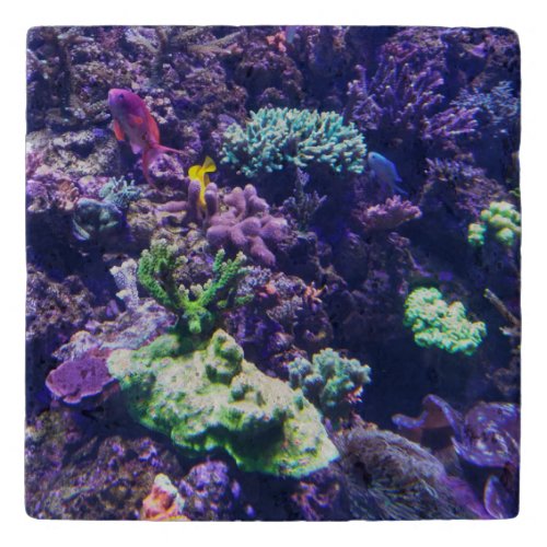 Colorful Tropical Fish Coral Reef Trivet