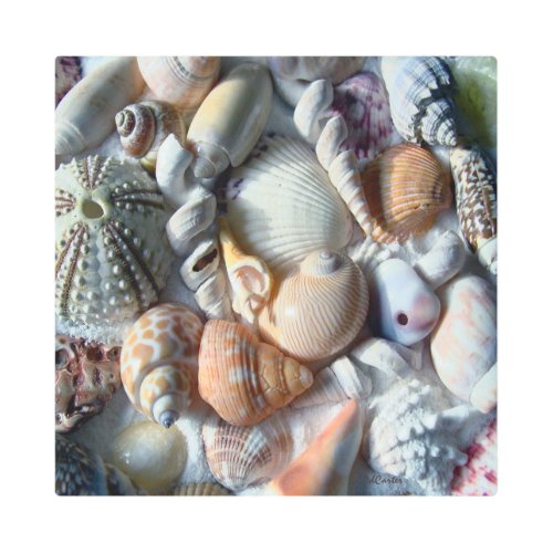 Colorful Tropical Seashell Collection Photography Metal Print