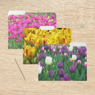 Colorful Tulip Blooms Floral File Folder