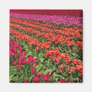 Colorful Tulip Field, Oregon Magnet