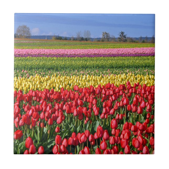 Colorful tulip field tile (Front)