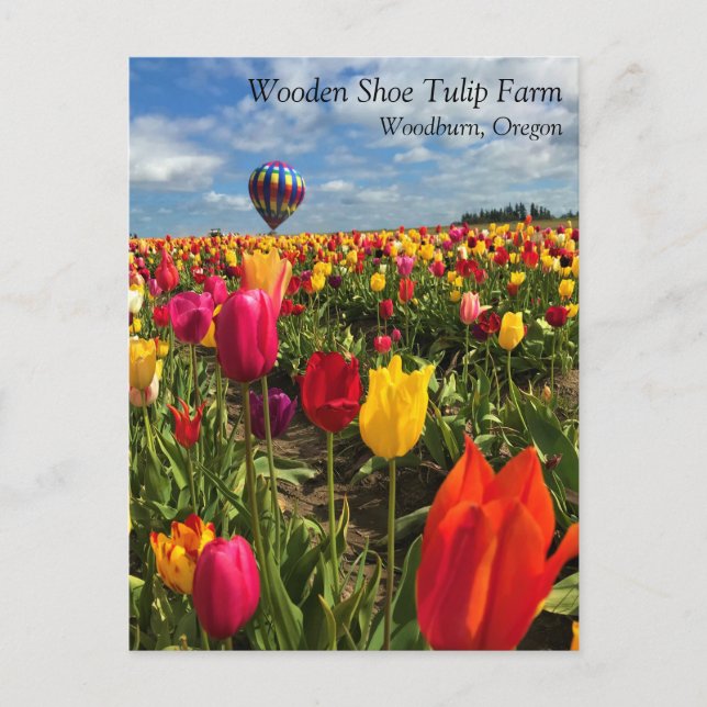 Colorful Tulip Field with Balloon Postcard (Front)