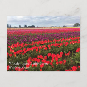 Colorful Tulip Field, Woodburn, Oregon Postcard