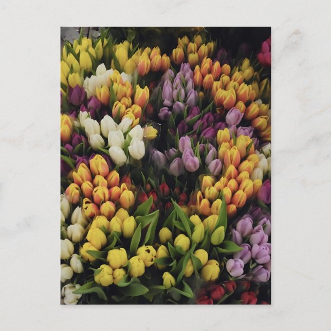 Colorful Tulip Flower Garden in Bloom, Stylish  Postcard (Front)