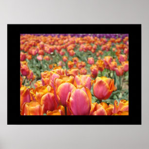 Colorful Tulip Flowers art prints Tulips Floral