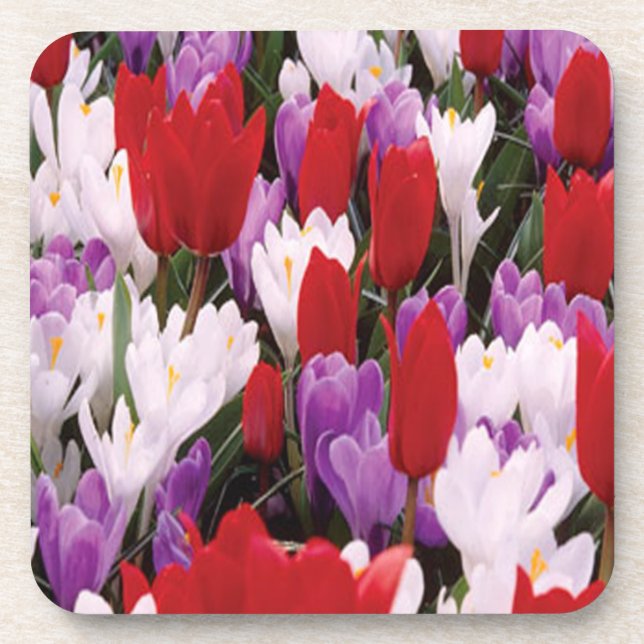 Colorful Tulip Flowers Coasters (Front)