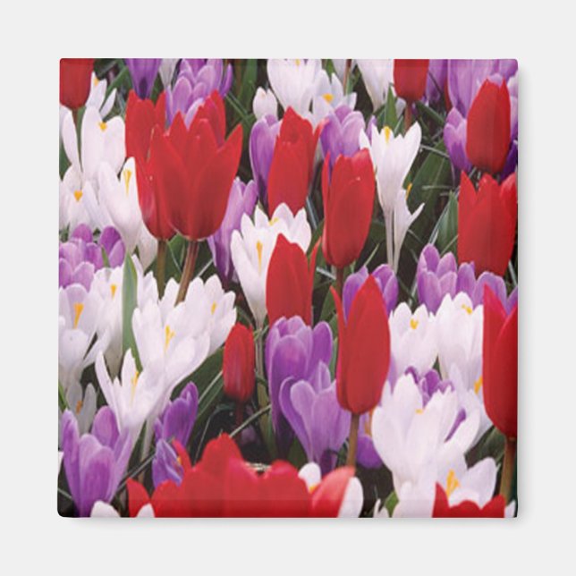 Colorful Tulip Flowers Magnet (Front)