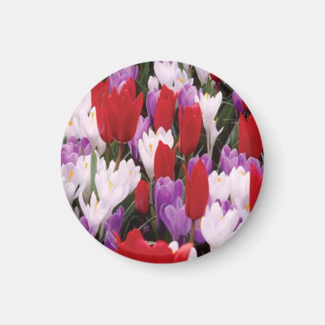 Colorful Tulip Flowers Magnet (Front)