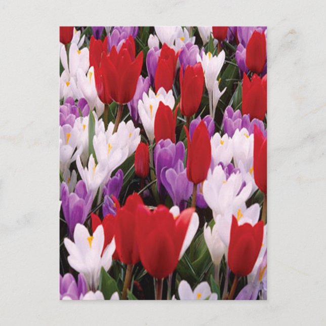 Colorful Tulip Flowers Postcard (Front)