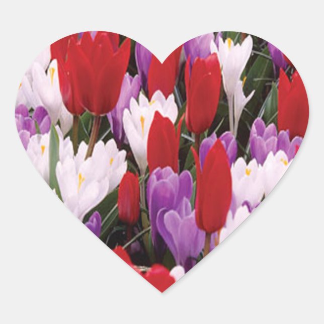 Colorful Tulip Flowers Stickers (Front)