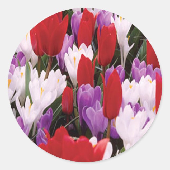 Colorful Tulip Flowers Stickers (Front)