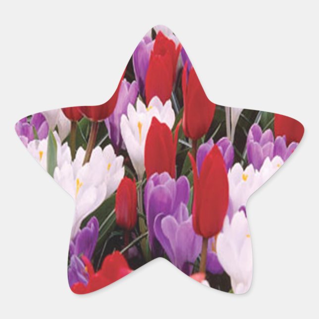 Colorful Tulip Flowers Stickers (Front)