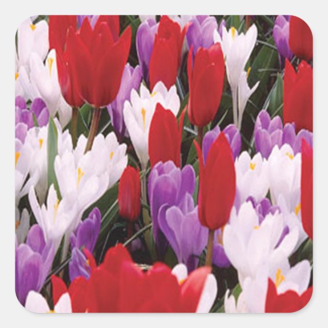 Colorful Tulip Flowers Stickers (Front)