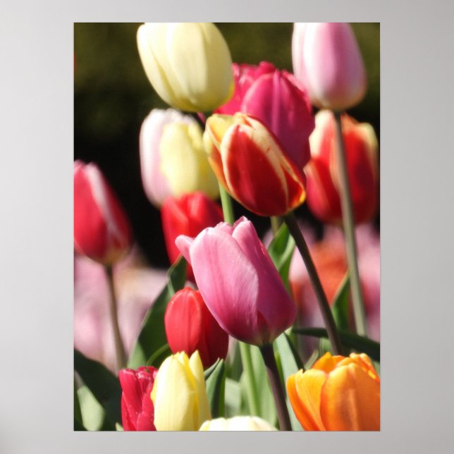 Colorful Tulip Garden  Poster (Front)