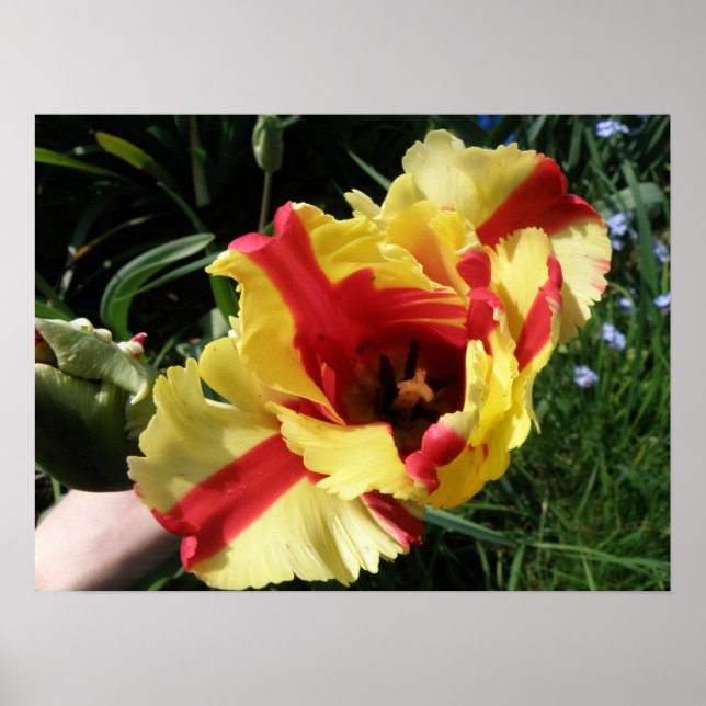 Colorful Tulip Macro Print (Front)
