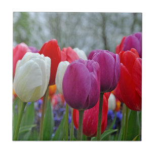 Colorful tulips beauty ceramic tile