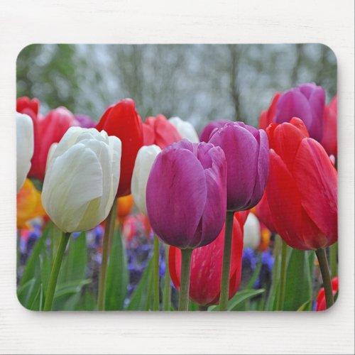 Colorful tulips beauty  mouse pad