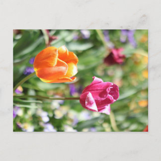 Colorful Tulips Botanical Postcard